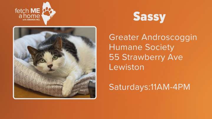 Fetch ME a Home | Meet Sassy, but only in name