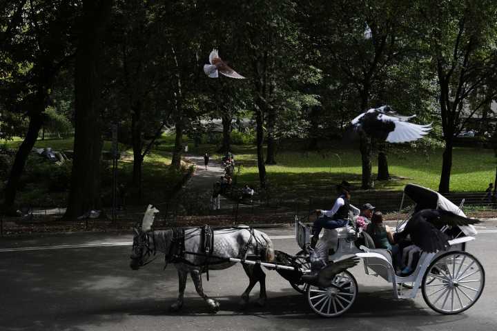 NYC mayor throws support behind bill to ban Central Park horse carriages