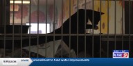 Nacogdoches animal shelter hosts event to help black cats get adopted ahead of Halloween