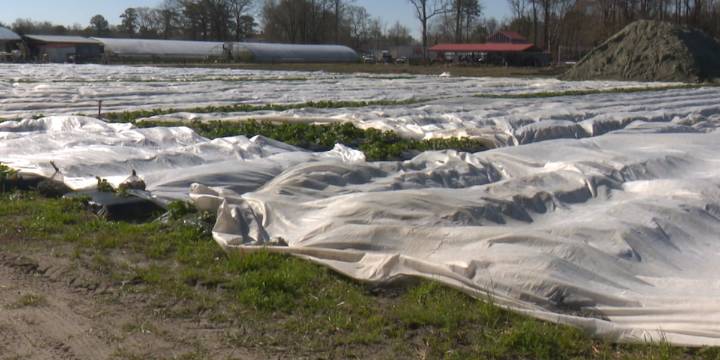 Frost advisories vanish with the end of growing season
