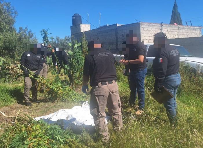 Sembraban marihuana en Zempoala; FGR asegura 237 plantas