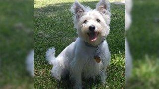 Texas Owner Took In A Stray Dog And Thought He Was A ‘Westie’ Only For A DNA Test To Surprise Him