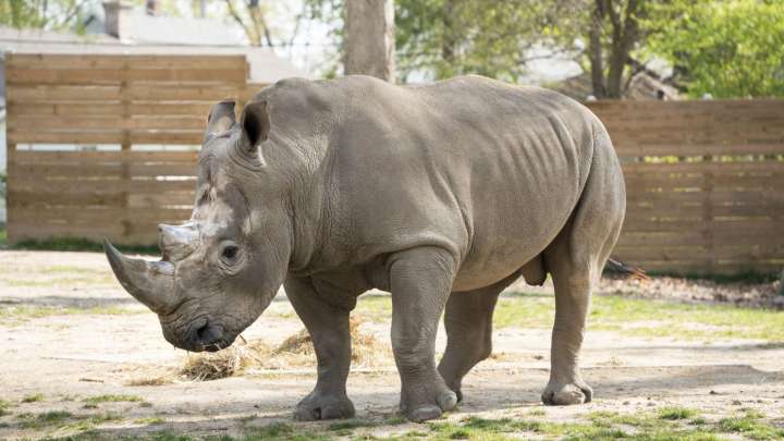Masamba the rhino leaving Potawatomi Zoo