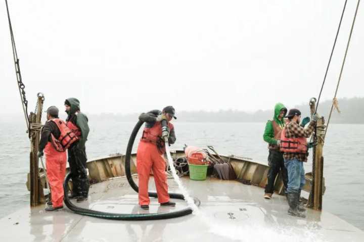 Little shrimp, big problem: Can small oyster farms survive in WA?