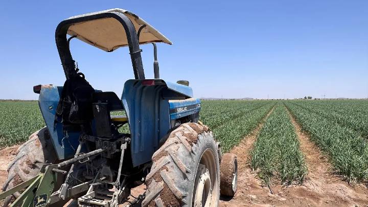 Lluvias favorecen cultivos de temporal en Jiménez y productores prevén buena cosecha
