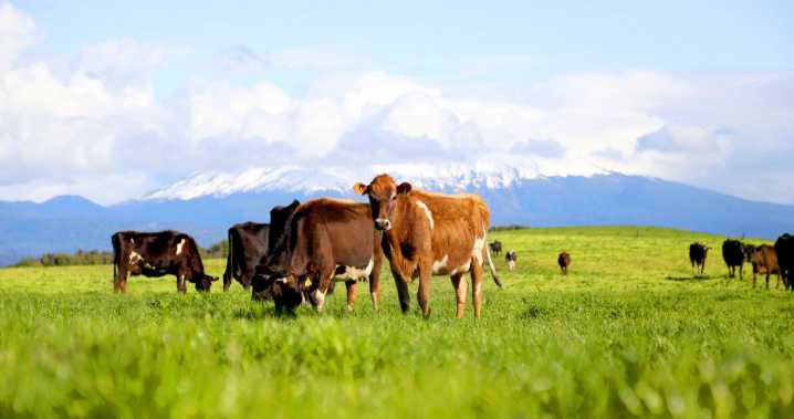Empresa lechera Manuka renueva por tercer año certificaciones medioambientales y de bienestar animal