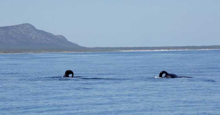 Great White Sharks Are Fleeing South Africa Thanks to Two Orca Serial Killers