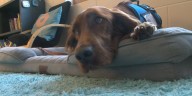 One year later, therapy dog Sully making a positive impact at Clear Creek Elementary