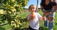 Thousands go apple picking in the picture-perfect warm weather in Natick, Massachusetts
