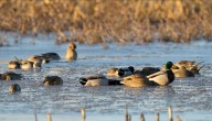 Waterfowl Notebook: Minnesota DNR offers state and federal duck stamp reminders