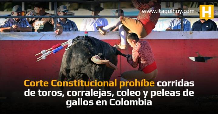 Corte Constitucional prohíbe corridas de toros, corralejas, coleo y peleas de gallos en Colombia