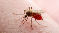 Disminuyen contagios de dengue en Nuevo León en 2025: Salud NL