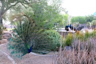 Resident's petition opposes Glendale plan to relocate many peacocks, peahens