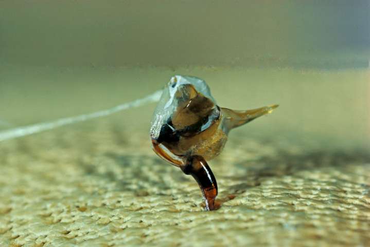 Microneedles Inspired by Bee Stingers Could Improve Sustained Drug Delivery