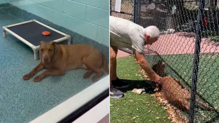 Florida Shelter Pup Waits Three Years In Fear Until He Locks Eyes With The Person Who Sees Him