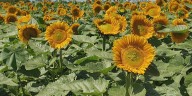 Sunflower and lavender farm offers a day in nature