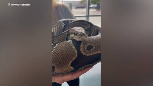 Snakes missing in NYC: One python rescued by Puppy Kitty NYC, two others on the loose in Queens