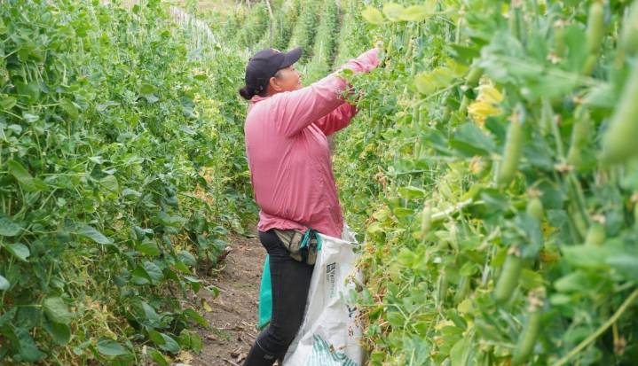 Mediante las Appa se busca proteger las áreas de producción de alimentos en el país, dice Ministra