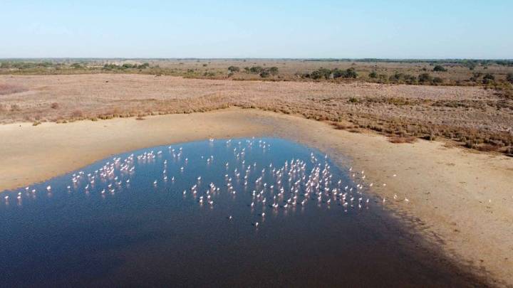 Peligra Doñana: la Junta activa el nivel 2 tras detectarse tres focos de gripe aviar