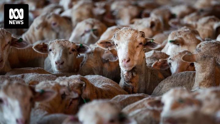 No live export ships coming for WA sheep amid high prices, looming ban