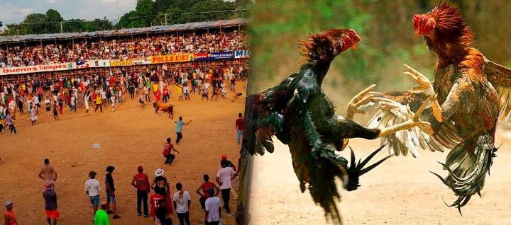 Galleros y taurinos defienden sus tradiciones como "motor cultural y económico"