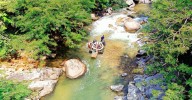 El veneno del mercurio llegó al Oriente antioqueño: confirmaron que el río Calderas está contaminado