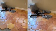 Missouri Woman’s Kitchen Renovation Leads To A Surprising Discovery In The Floor Tiles