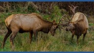 What to know as annual elk 'rut' begins in GSMNP