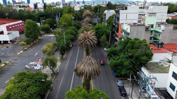 Anuncian Retiro de 1,500 Palmeras Enfermas en CDMX: ¿Cómo Serán Sustituidas?