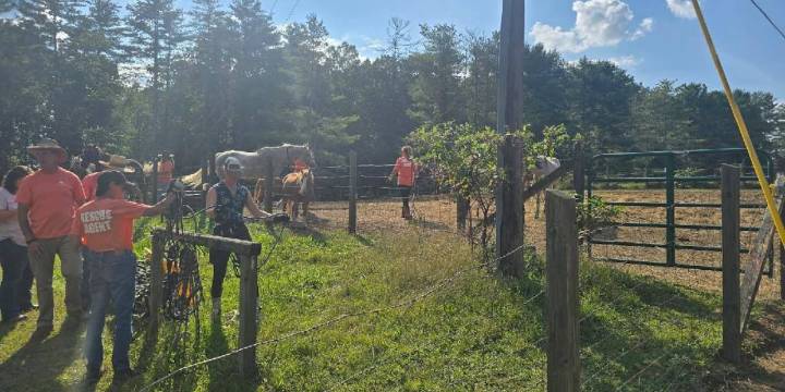 Dozens of horses, 2 ponies in poor health seized from property in Fentress County, sheriff’s office says