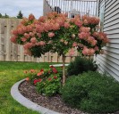 Hydrangea pruning typically best done in spring