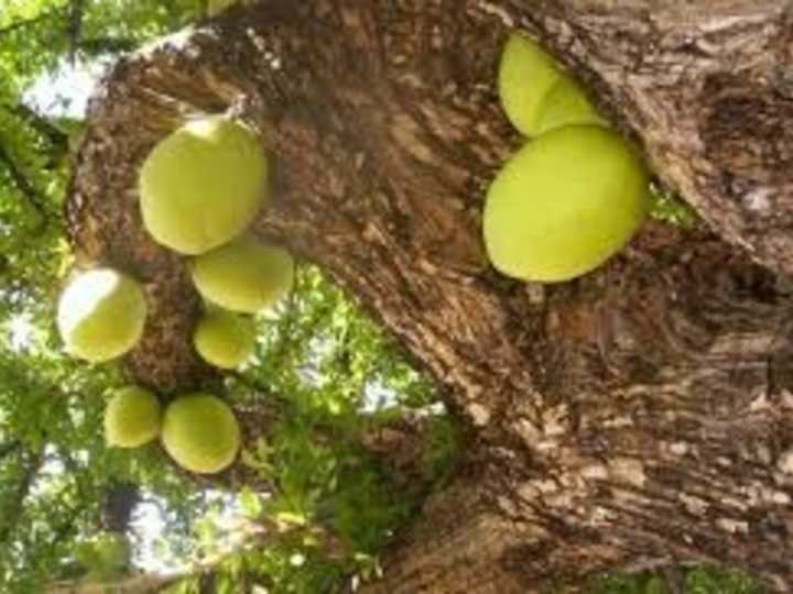 Cuáles son las propiedades curativas del cirián