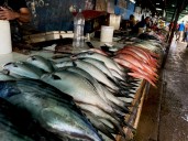 Pescaderos del mercado nuevo reportan bajas ventas ante alza de precios