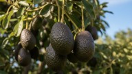 Paso a paso: cómo cultivar un árbol de paltas en casa y que crezca en poco tiempo