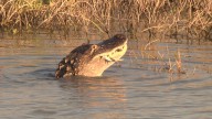 Richard Moore Outdoor Report: Road Gator