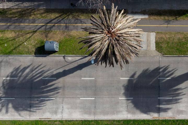 La historia detrás de la foto. Palmeras en peligro