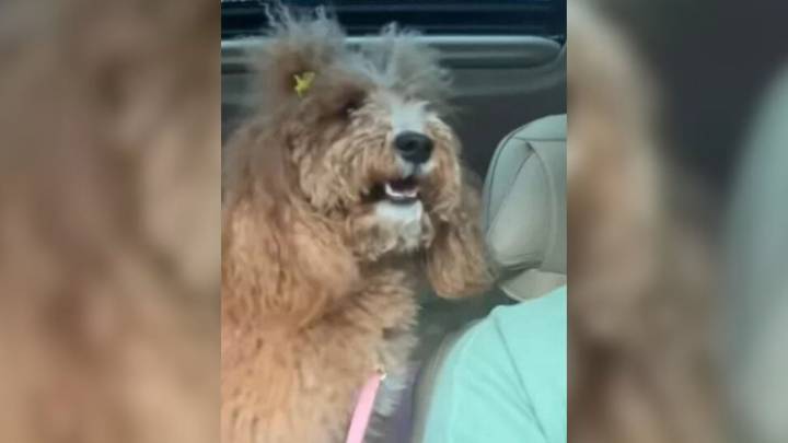 Utah Dog Finds Out She's Going To See Grandma, And Her Reaction Is Heartwarming