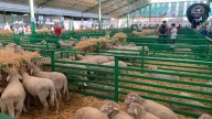 Zafra recupera la feria de ganado más importante del país, con 2.000 ejemplares y 600 expositores