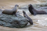 Kidney disease hits Calif. sea lions