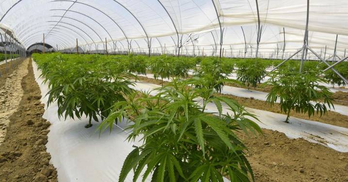 California’s marijuana industry gets a break under new law suspending tax hike