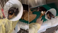 Texas Rescuer Finds A Blind Puppy On The Street And Discovers What's Really Wrong