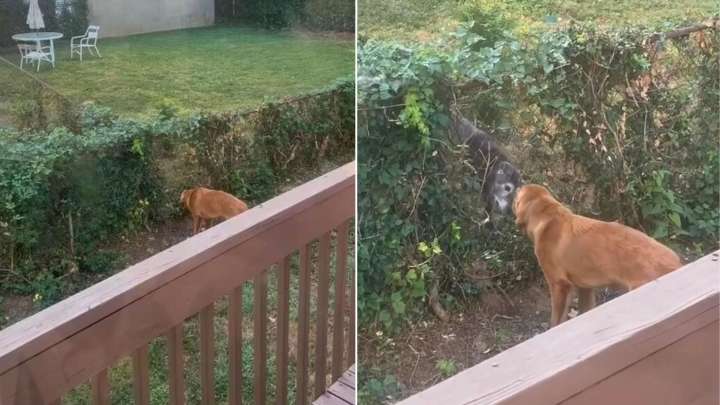 Ohio Puppy Tears Through Backyard Ivy To Create Unlikely Friendship