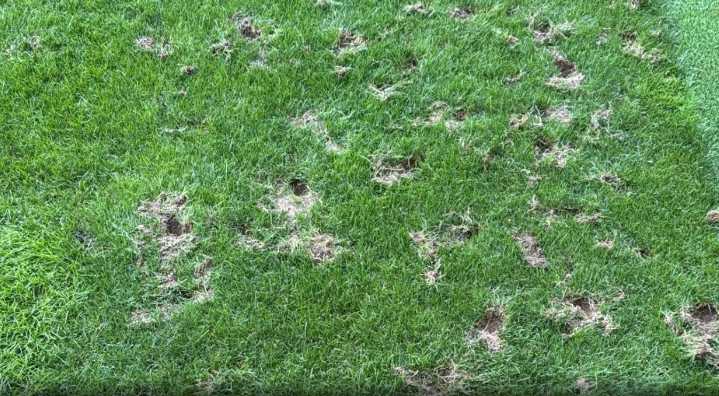 Football pitch unrecognisable after it is destroyed by RATS as World Cup tie faces being moved due to rodent infestation