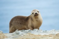 Man wanted after sea lion decapitated in California: Officials
