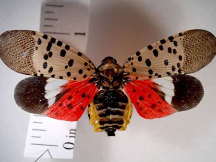 Una extraña plaga invadió Washington: había tantos insectos que los radares atmosféricos los confundieron con un fenómeno climático
