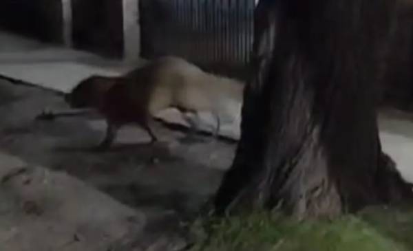 Sorpresa en City Bell por la aparición de un carpincho herido por las calles