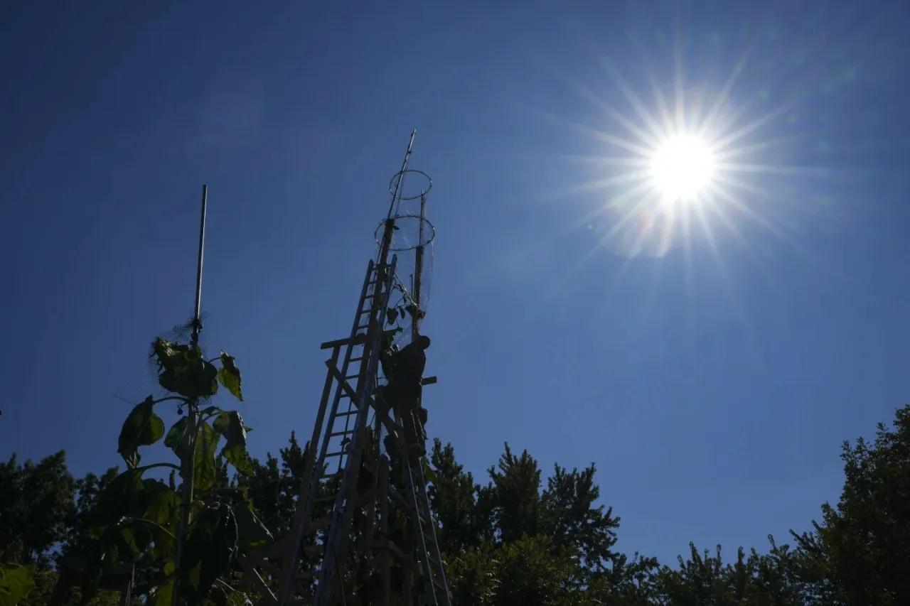 El girasol más alto del mundo florece en Indiana como homenaje a Ucrania
