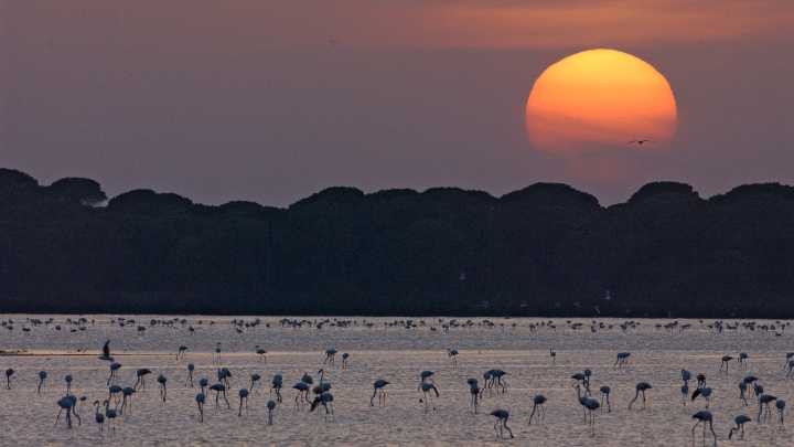 Se inician las ayudas de la Junta para la renaturalización de Doñana