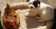 Desperate plea as 350 hens urgently need loving homes