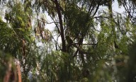 Cali será sede del ‘Colombia Nature Travel Mart’: la ciudad se reafirma como exponente en turismo de naturaleza